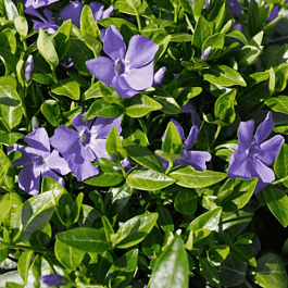 Барвинок малый La Grave