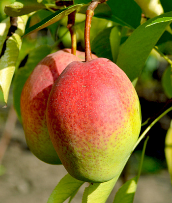 Груша плодовая Киргизская зимняя