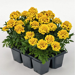 Бархатцы отклоненные Супер Хироу Еллоу