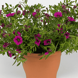 Калибрахоа Cabaret  Rose (кашпо)
