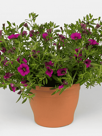 Калибрахоа Cabaret  Rose (кашпо)