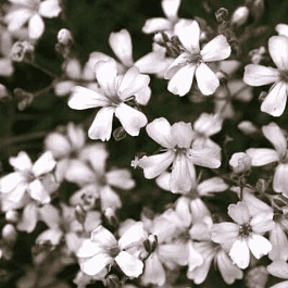 Гипсофила метельчатая Alba