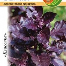 Базилик обыкновенный Ереванский
