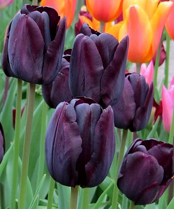 Тюльпан Триумф Пауль Шерер