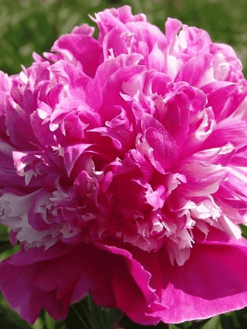 Пион Молочноцветковый Celebrity