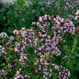 Душица обыкновенная Вильде Майоран Компакт