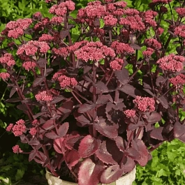 Очиток видный Seduction Cherry Chocolate