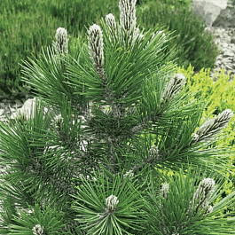 Сосна Гельдрейха Dolce dorme