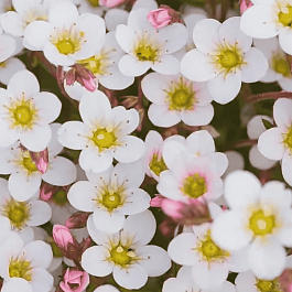 Камнеломка Арендса Ice Colours Pearl White