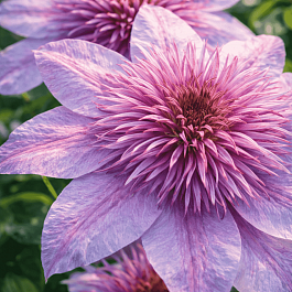 Клематис Empress