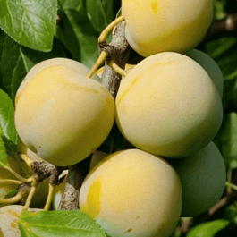 Слива домашняя Ренклод колхозный