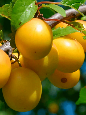 Слива домашняя  Светлячок