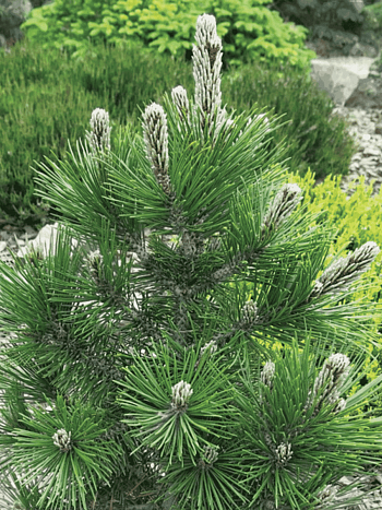 Сосна Гельдрейха Dolce dorme