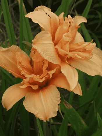 Лилейник Double Dream