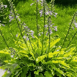 Хоста Get Nekkid