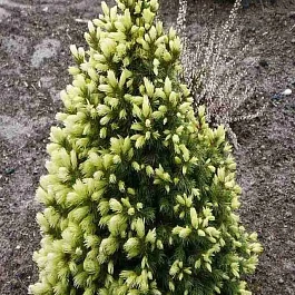 Ель канадская Daisy's White