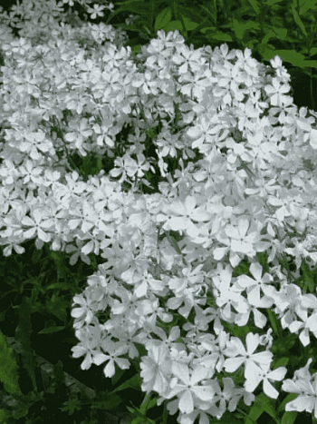 Флокс растопыренный White Perfume