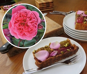 Роза флорибунда Кулинарная Распберри