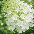Гортензия метельчатая  White Goliath