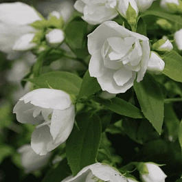 Чубушник Лемуана Manteau d'Hermine