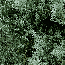 Полынь понтийская