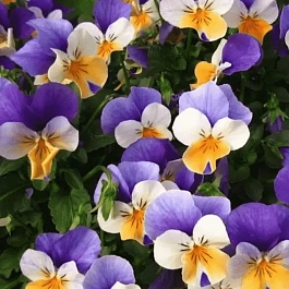 Виола рогатая Evo mini peach due