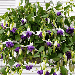 Фуксия ампельная Blue Angel