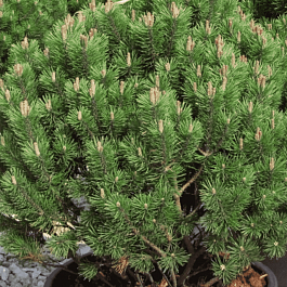 Сосна горная Mops