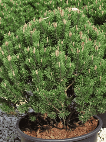 Сосна горная Mops