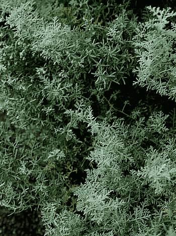 Полынь понтийская