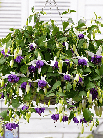 Фуксия ампельная Blue Angel