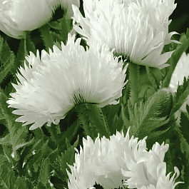 Мак восточный White Ruffles