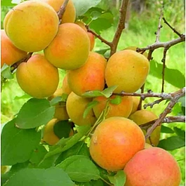 Абрикос Викинг