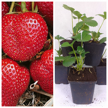 Земляника садовая Румба НАБОР 5ШТ