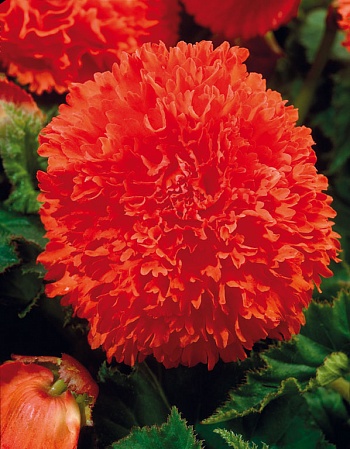 Бегония Клубневая Fimbriata Orange