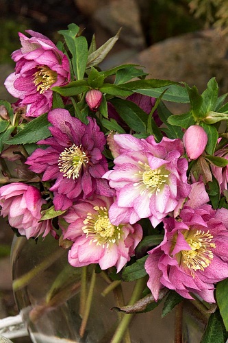 Морозник восточный Double Light Rose