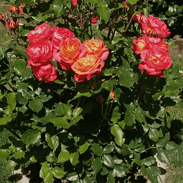 Роза Флорибунда Midsummer