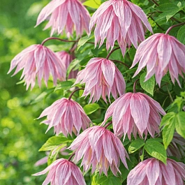 Клематис Pink Dream