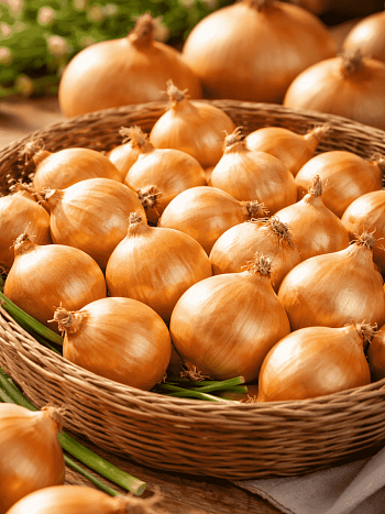 Лук-озимый Сеншуй Еллоу Глоб