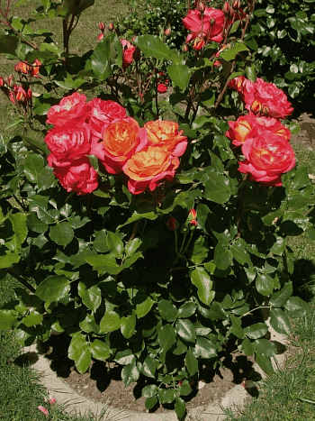 Роза Флорибунда Midsummer