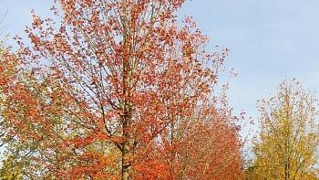 Клен Фримана Jeffersred