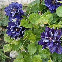 Клематис Shin-Shigyoku