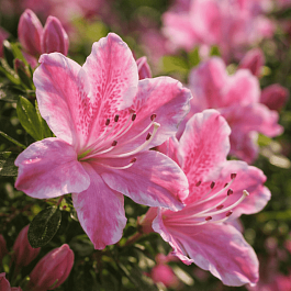 Рододендрон тупой Kermesina