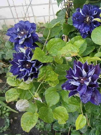 Клематис Shin-Shigyoku