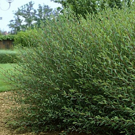 Ива пурпурная Маяк 2 (Фейерверк)