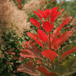 Скумпия кожевенная Old Fashioned