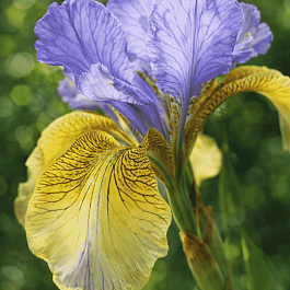 Ирис сибирский So van Gogh