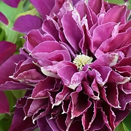 Клематис Hot Love