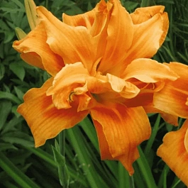 Лилейник Fulva Kwanso Variegata