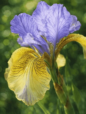 Ирис сибирский So van Gogh